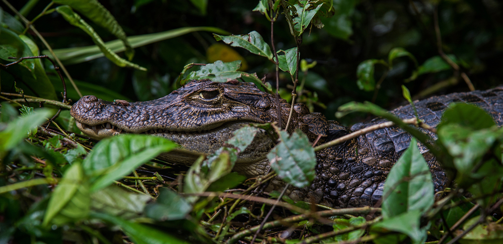 Costa Rica Spectacled Caiman